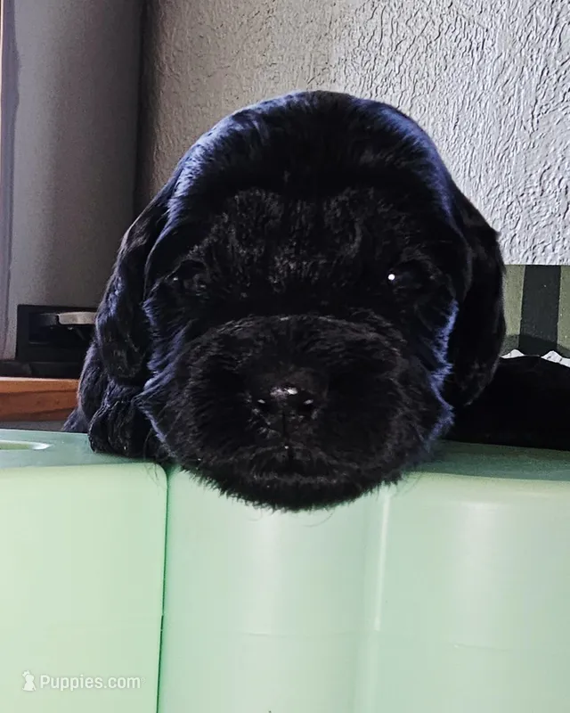 Snoop Dog – Cockapoo puppy for sale in Indiahoma, OK