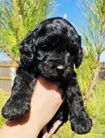 Snoop Dog, a male Cockapoo for sale in Indiahoma, OK – 5 of 9