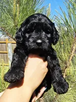 Snoop Dog, a male Cockapoo for sale in Indiahoma, OK – 6 of 9