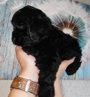 Snoop Dog, a male Cockapoo for sale in Indiahoma, OK – 8 of 9