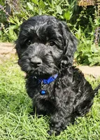 Snoop Dog, a male Cockapoo for sale in Indiahoma, OK – 2 of 9