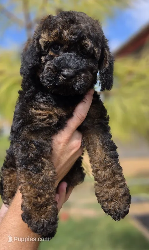 Moana – Cockapoo puppy for sale in Indiahoma, OK