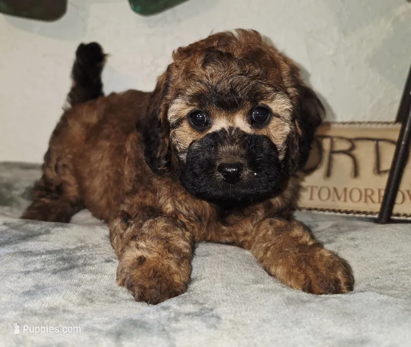 Lilo – Cockapoo puppy for sale in Indiahoma, OK