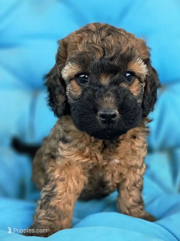 Lilo – Cockapoo puppy for sale in Indiahoma, OK