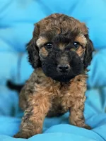 Lilo, a female Cockapoo for sale in Indiahoma, OK – 2 of 9