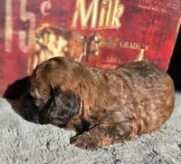 Lilo, a female Cockapoo for sale in Indiahoma, OK – 3 of 3