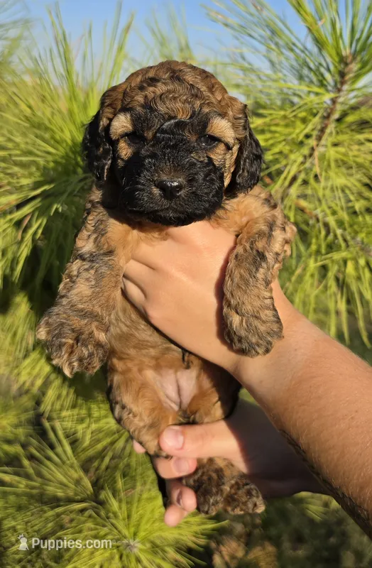Lilo – Cockapoo puppy for sale in Indiahoma, OK
