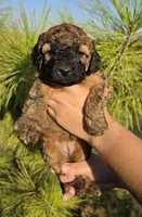 Lilo, a female Cockapoo for sale in Indiahoma, OK – 5 of 9