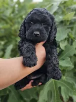 Marina, a female Cockapoo for sale in Indiahoma, OK – 7 of 9