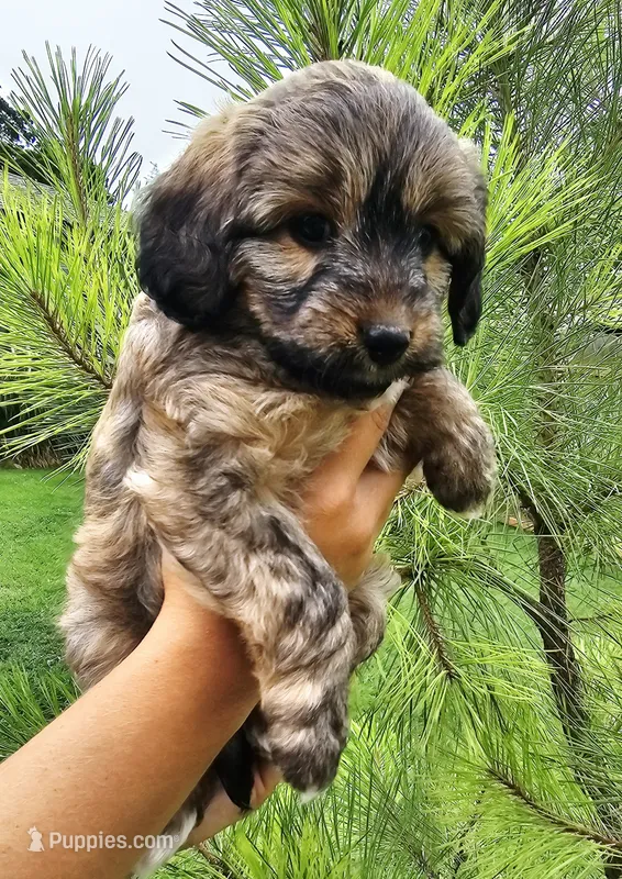 Ladybug  – Miniature Aussiedoodle puppy for sale in Indiahoma, OK