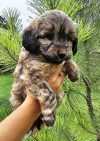 Ladybug , a female Miniature Aussiedoodle for sale in Indiahoma, OK – 1 of 3