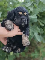 Dixie , a female Cocker Spaniel for sale in Indiahoma, OK – 3 of 5