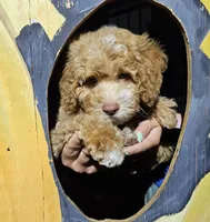 Whiskey, a male Poodle - Miniature  for sale in Indiahoma, OK – Photo 3 of 4
