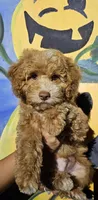 Whiskey, a male Poodle - Miniature  for sale in Indiahoma, OK – Photo 1 of 4
