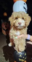 Whiskey, a male Poodle - Miniature  for sale in Indiahoma, OK – Photo 4 of 4