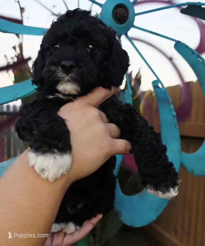 Olaf – Cockapoo puppy for sale in Indiahoma, OK