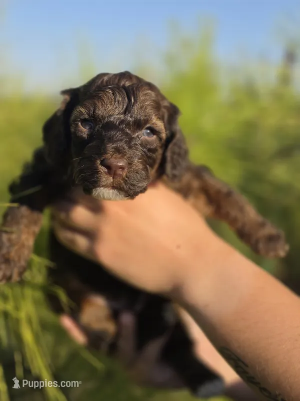 Woody – Cockapoo puppy for sale in Indiahoma, OK