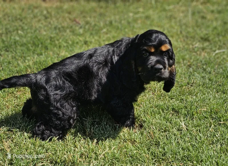 Sunny – Cocker Spaniel puppy on hold in Indiahoma, OK