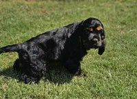Sunny, a male Cocker Spaniel for sale in Indiahoma, OK – 1 of 7