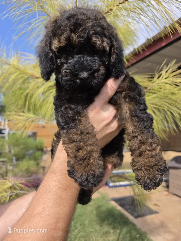 Anna – Cockapoo puppy on hold in Indiahoma, OK