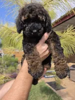 Anna, a female Cockapoo for sale in Indiahoma, OK – 1 of 5