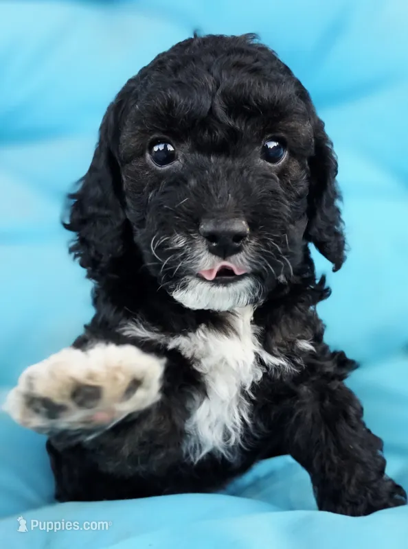Olaf – Cockapoo puppy for sale in Indiahoma, OK