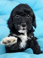 Olaf, a male Cockapoo for sale in Indiahoma, OK – 2 of 8