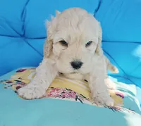 Reel, a male Cockapoo for sale in Indiahoma, OK – 3 of 9