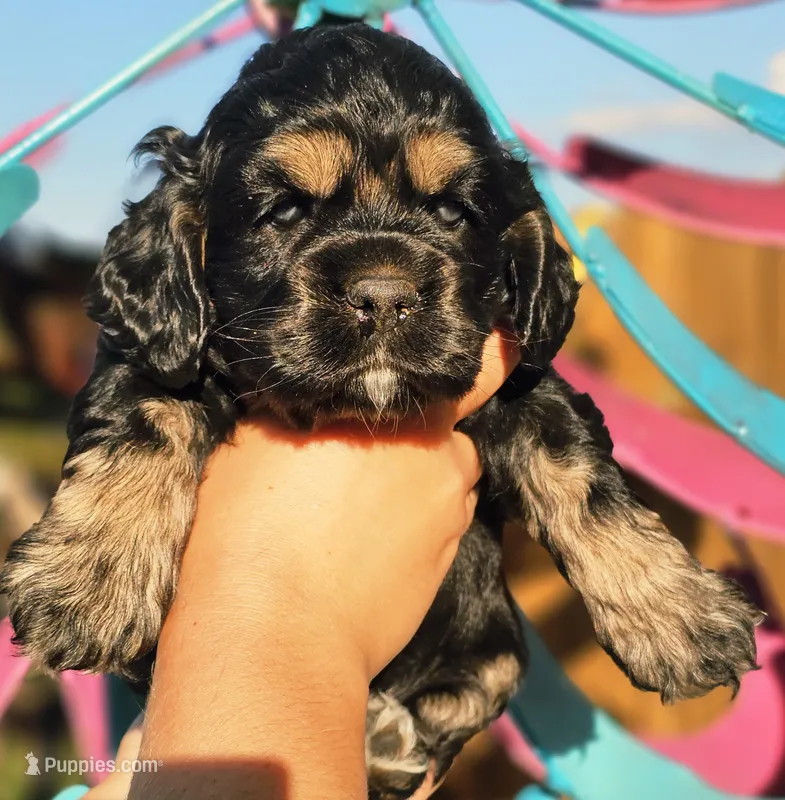 Shell – Cockapoo puppy for sale in Indiahoma, OK