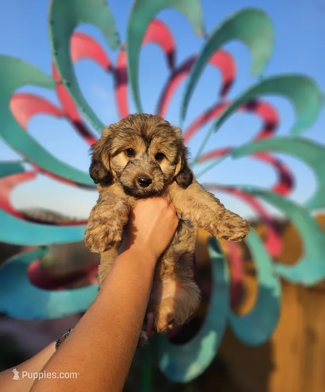 Ladybug  – Miniature Aussiedoodle puppy for sale in Indiahoma, OK