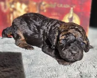Anna, a female Cockapoo for sale in Indiahoma, OK – 2 of 3