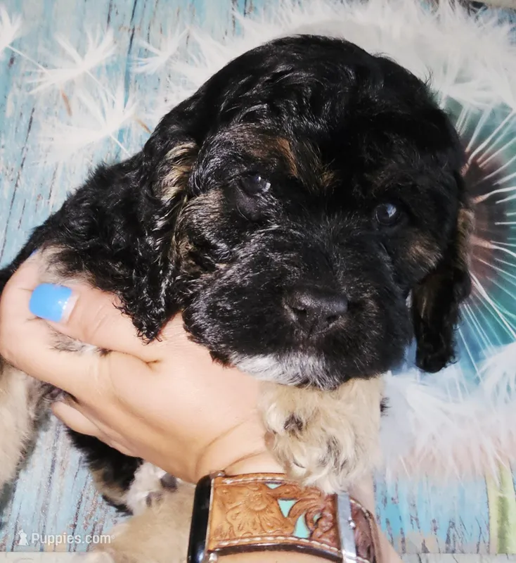 Groucho Barks – Cockapoo puppy for sale in Indiahoma, OK