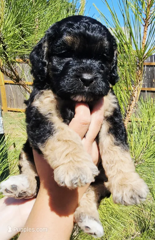 Groucho Barks – Cockapoo puppy for sale in Indiahoma, OK