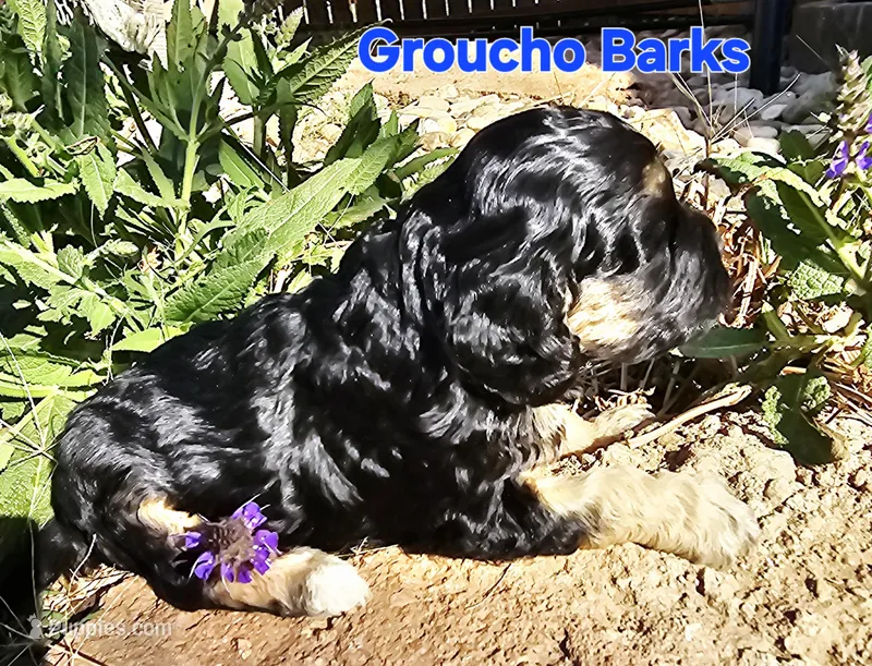 Groucho Barks – Cockapoo puppy for sale in Indiahoma, OK