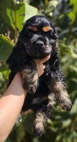 Sunny, a male Cocker Spaniel for sale in Indiahoma, OK – 7 of 7