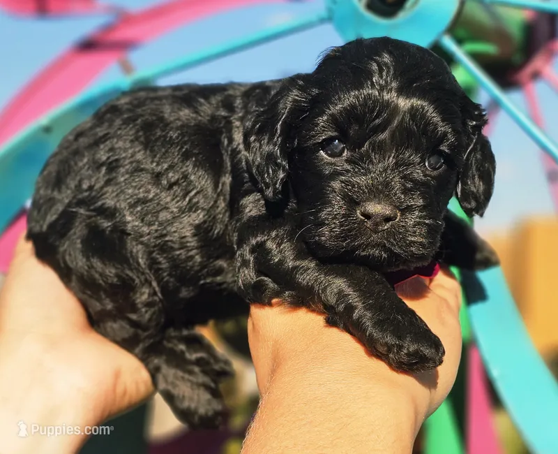 Marina – Cockapoo puppy for sale in Indiahoma, OK