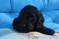 Storm, a male Cockapoo for sale in Indiahoma, OK – 6 of 10