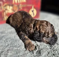 Simba, a male Cockapoo for sale in Indiahoma, OK – 3 of 3