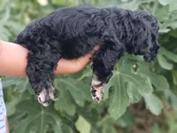 Dixie , a female Cocker Spaniel for sale in Indiahoma, OK – 2 of 5