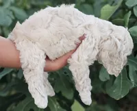 Reel, a male Cockapoo for sale in Indiahoma, OK – 7 of 9