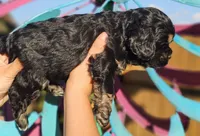 Shell, a female Cockapoo for sale in Indiahoma, OK – 3 of 3
