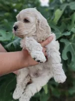 Reel, a male Cockapoo for sale in Indiahoma, OK – 8 of 9