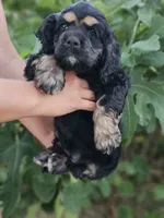 Dixie , a female Cocker Spaniel for sale in Indiahoma, OK – 1 of 5