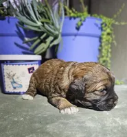 Angel, a female Cockapoo for sale in Indiahoma, OK – Photo 2 of 2