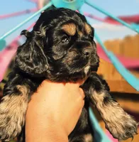 Shell, a female Cockapoo for sale in Indiahoma, OK – 2 of 3
