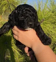 Tink, a female Cockapoo for sale in Indiahoma, OK – 5 of 8