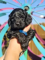 Storm, a male Cockapoo for sale in Indiahoma, OK – 2 of 2