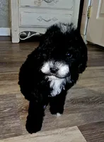 Pumpkin, a female Poodle - Miniature  for sale in Indiahoma, OK – Photo 1 of 2