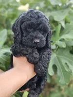 Storm, a male Cockapoo for sale in Indiahoma, OK – 2 of 10