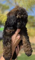 Anna, a female Cockapoo for sale in Indiahoma, OK – 2 of 6